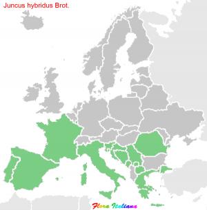 Juncus hybridus Brot.